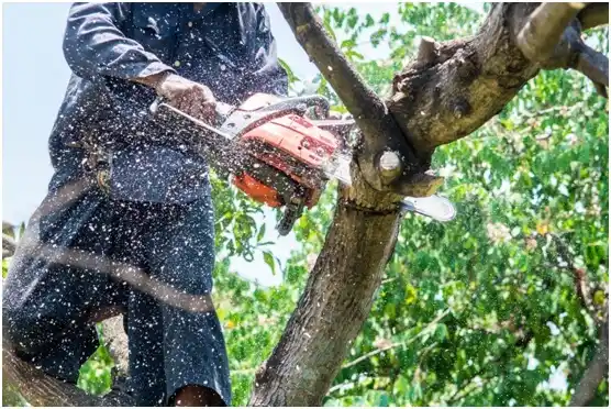 tree services Ferndale